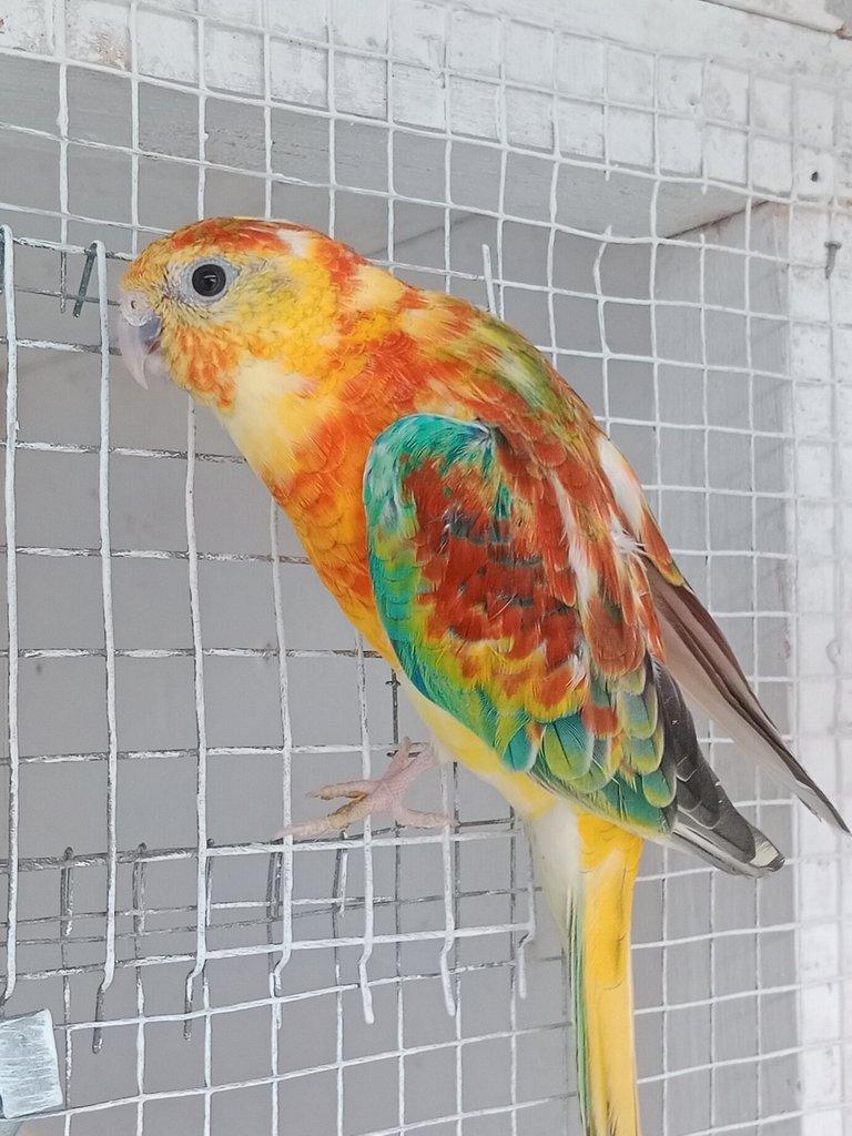 Prodám  papoušek zpěvavý