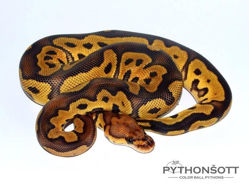 MLÁĎATA KRAJTY KRÁLOVSKÉ (Python regius)