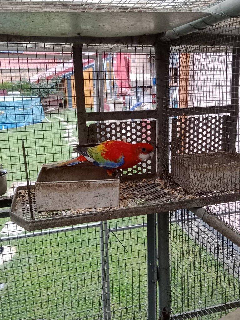 Prodám roselu gold gold opalin