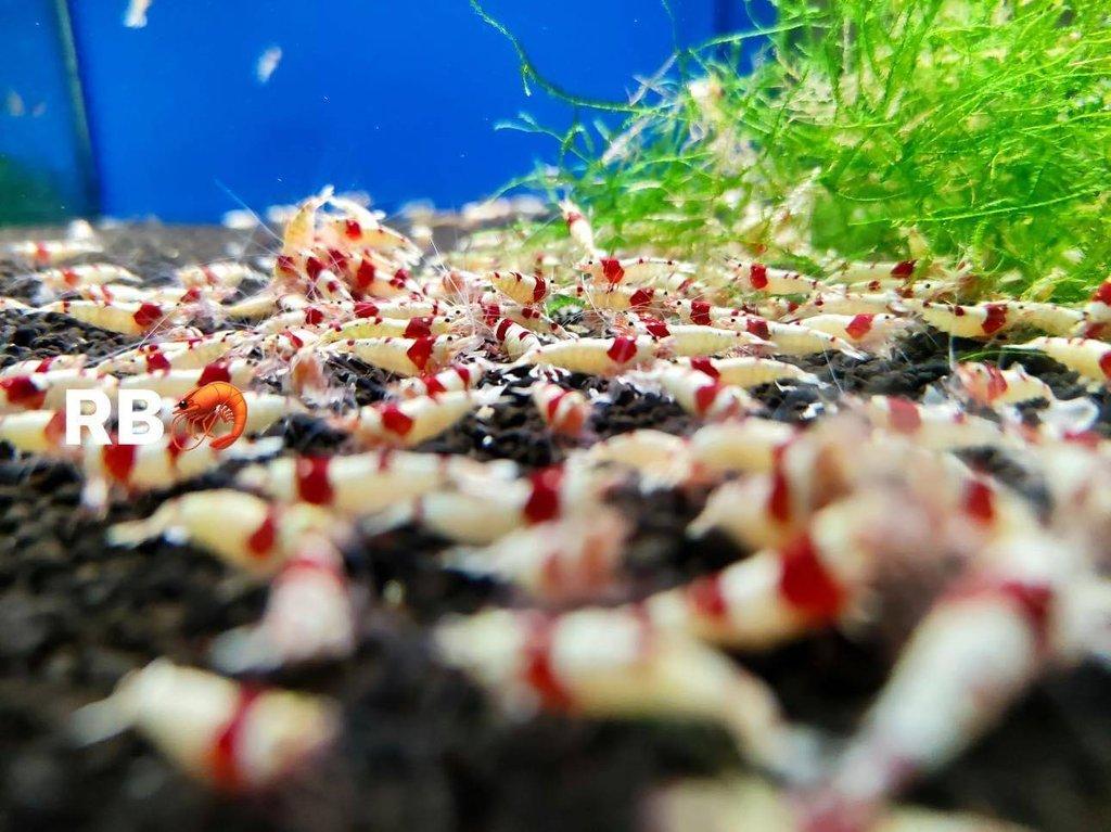 TOP PREMIUM AKVA KREVETKY Caridina a Neocaridina - Odchovy