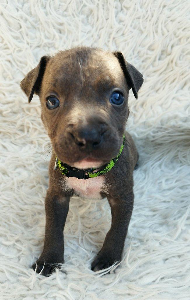 Amstaff