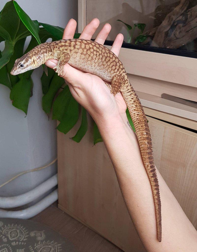 Chovný pár Varan ostnoocasý - Varanus acanthurus