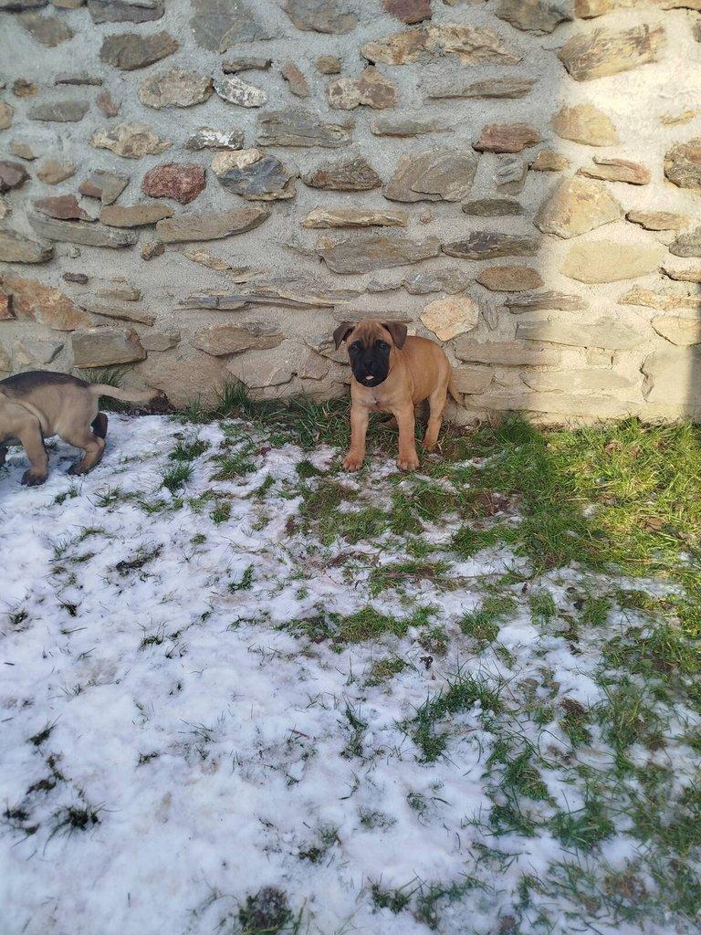 štěňata bullmastiff  bullmastIF