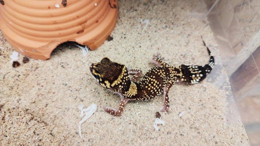 Výprodejová akce mláďat – Underwoodisaurus milii – Pagekon miliův ¬