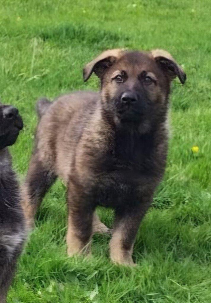 Německý ovčák- štěňata s PP