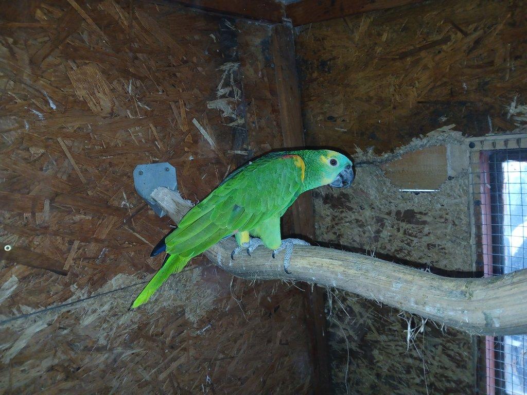 Prodám samce Amazoňana modročelého