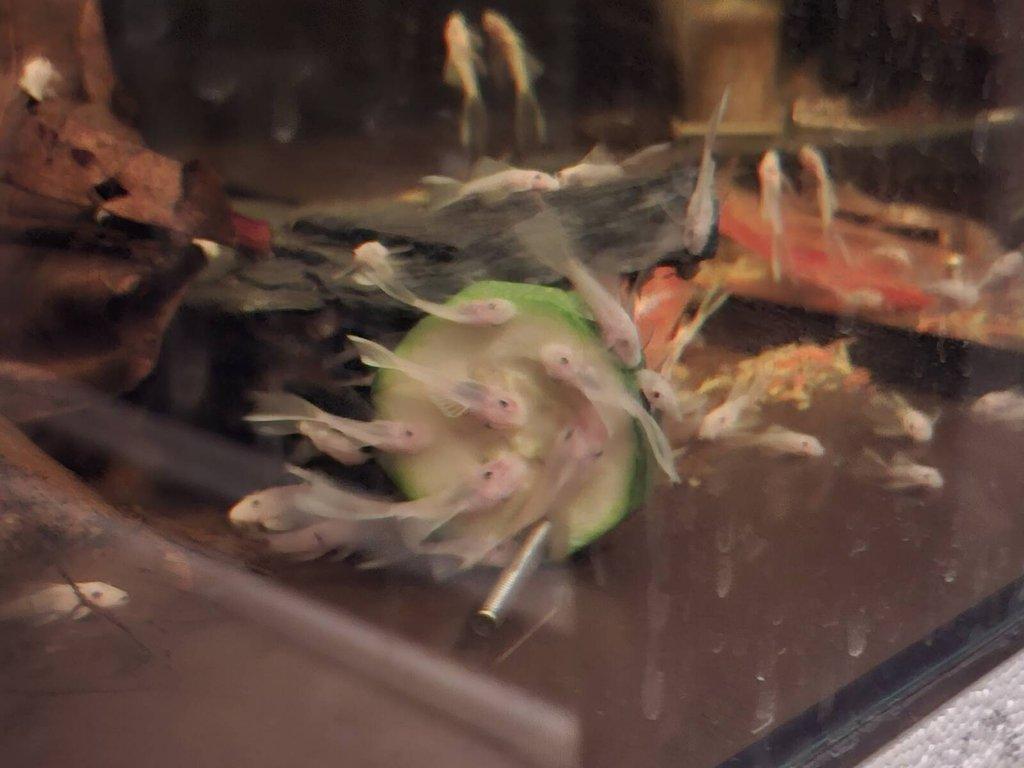 Ancistrus snow white long fin a krátký + super red