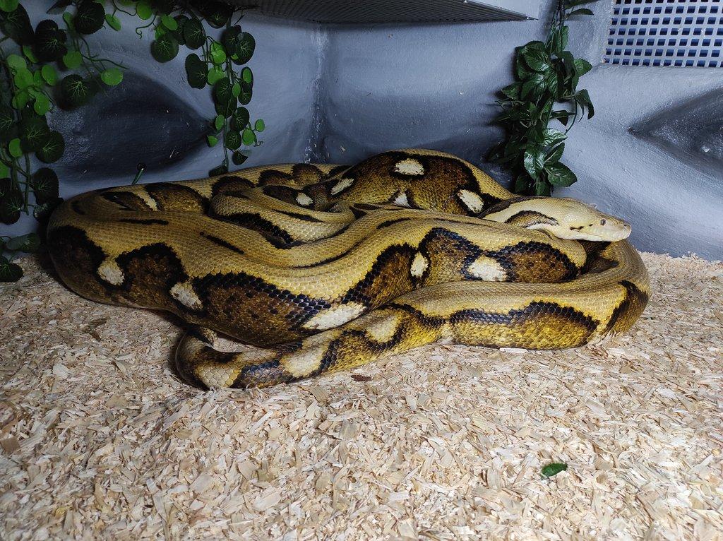 Malayopython Reticulatus Sunfire Tiger