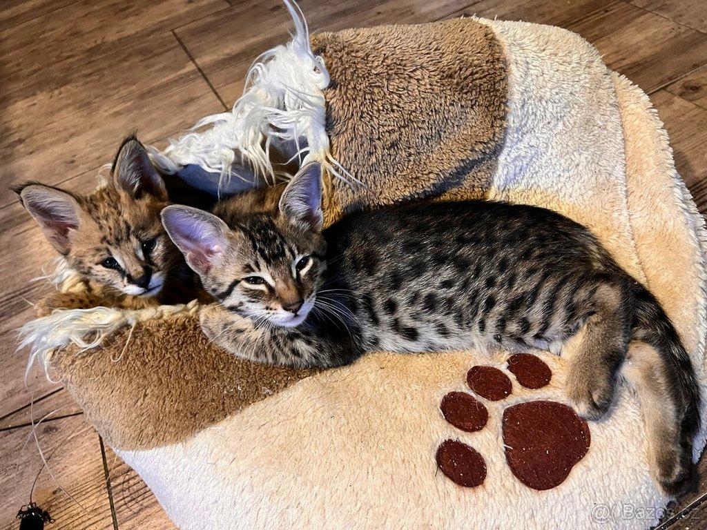 Savannah F3