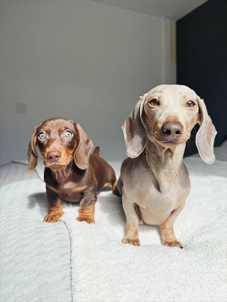 Jezevčík štěňata!