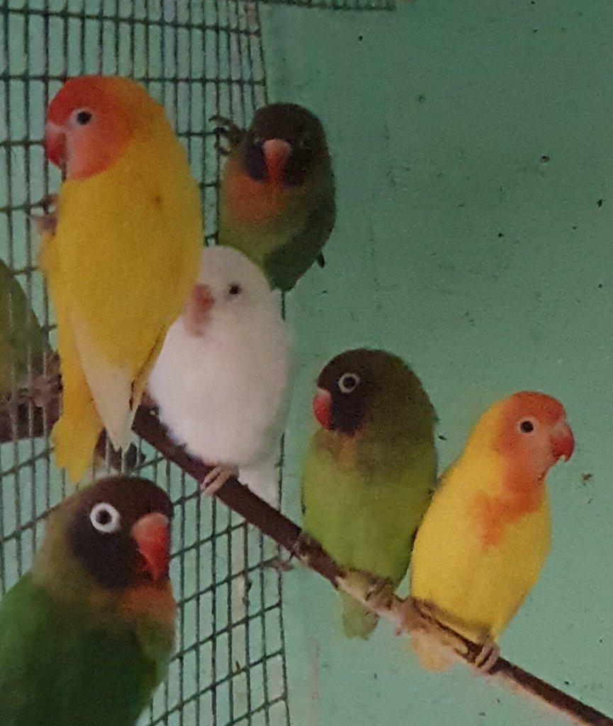 Agapornis hnědohlavý - různé mutace