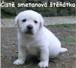 Labrador smetanová štěňátka s PP