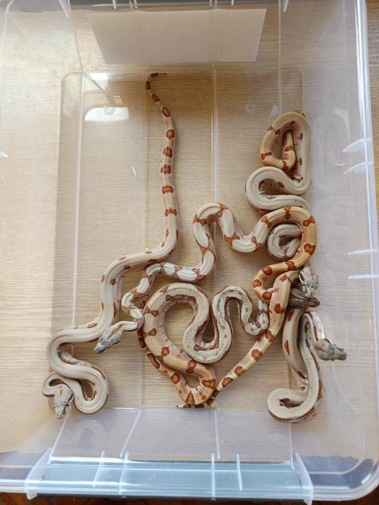 NZ 2025: sunglow jungle boa