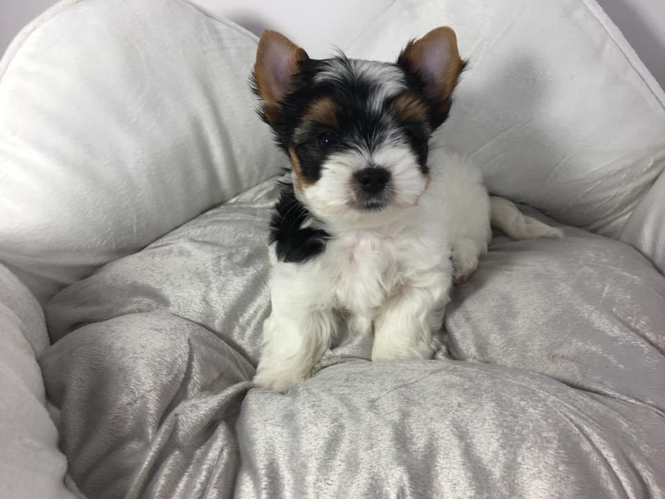 Štěňata super jorkšírského teriéra