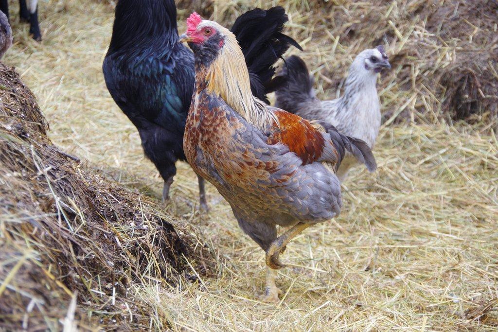 kohout araukana x maranska