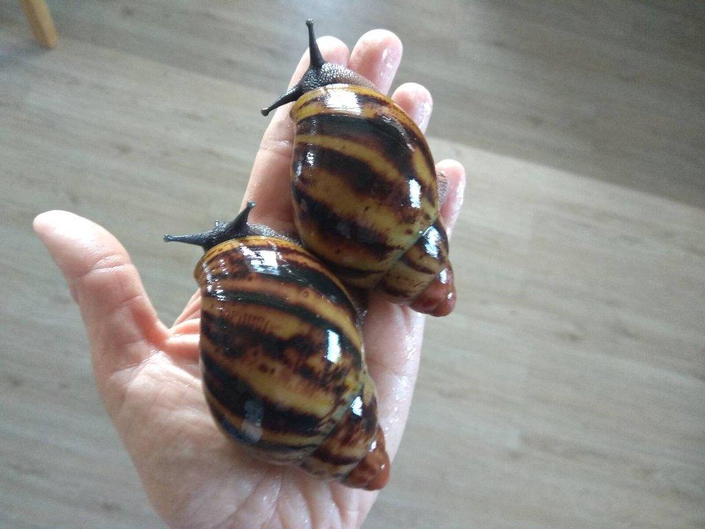 Africký šnek Archachatina Marginata Suturalis větší junioři