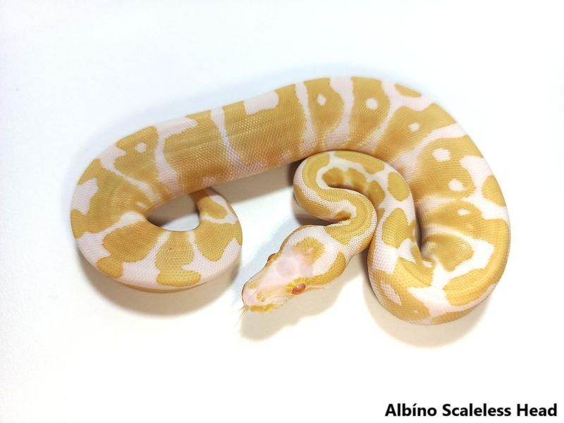 Python regius