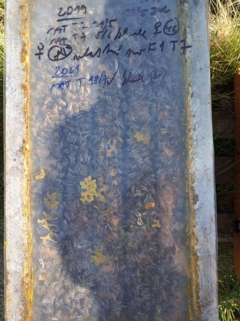 Vyzimované oddělky