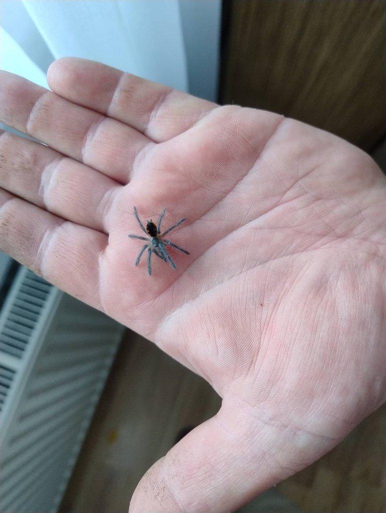 Pamphobeteus platyomma 4. svlek