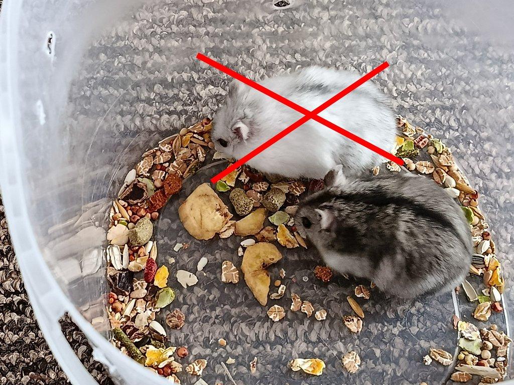 Křečík džungarský