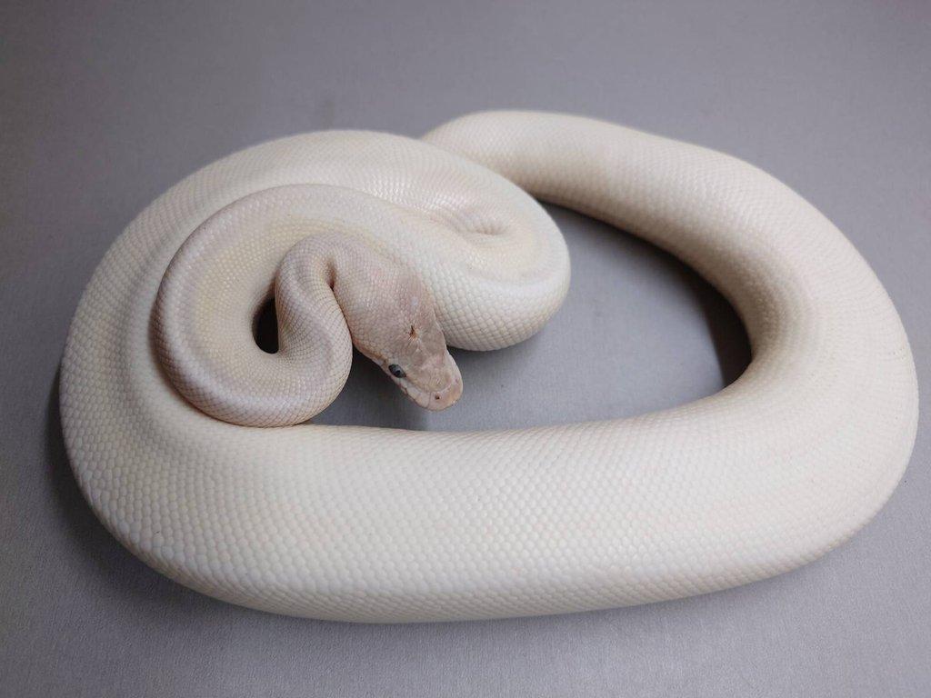 Super mojave - leucistik samička