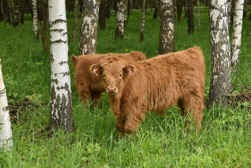 Prodám býčky Highland-Skotský náhorní skot