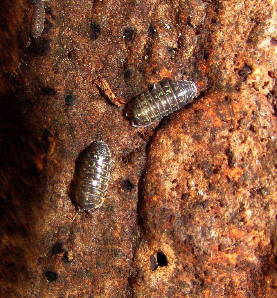 Isopody vhodné do terárií,ke krmení i hobby,chvostoskoci bílí i barevní