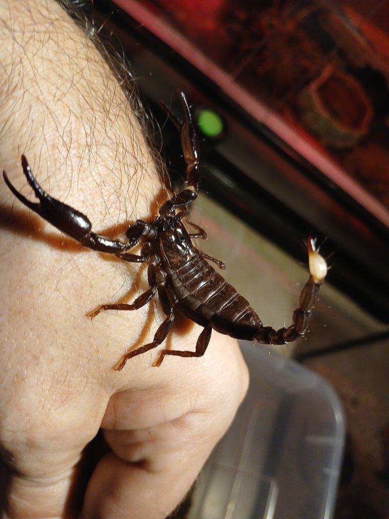 Nabídka štírů  Ž. E. 11. 4.