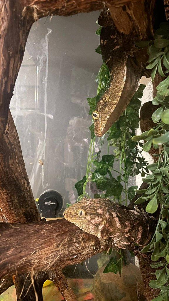 Leachianus gekoni – samec a samice s teráriem – 18 měsíců