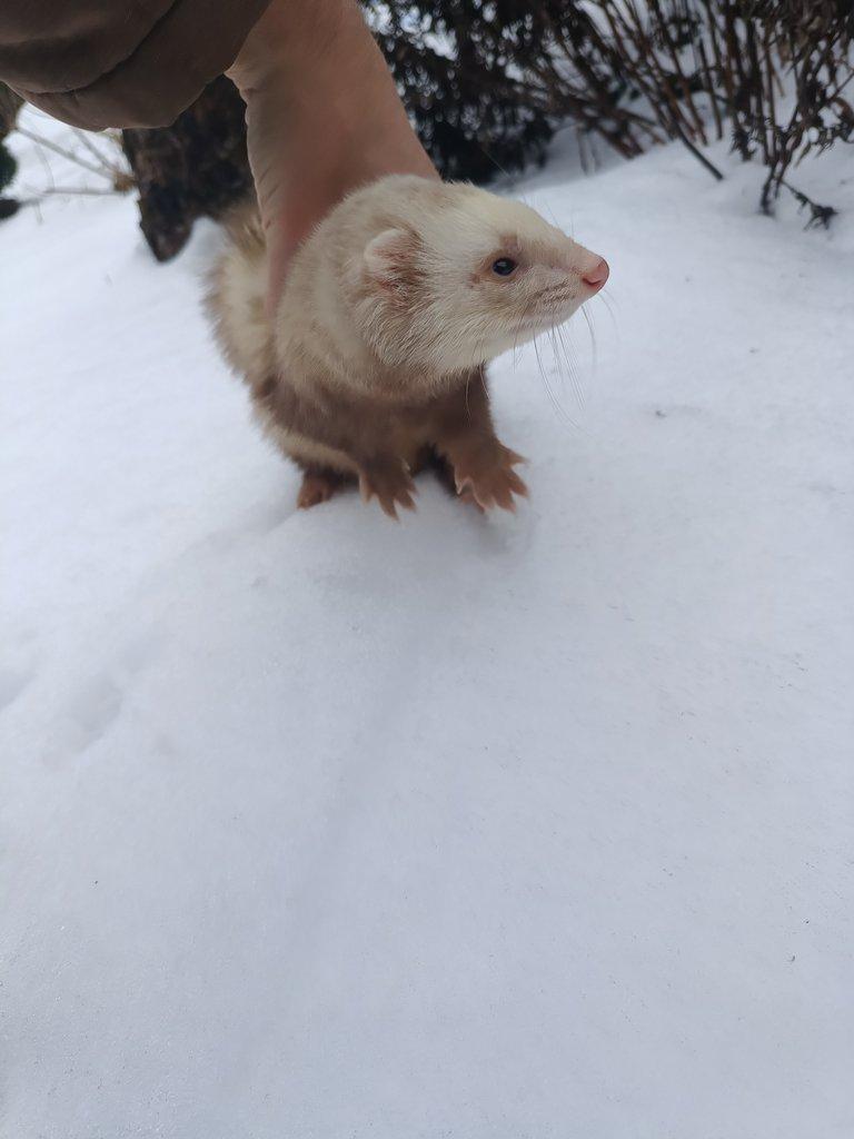 Prodám cca 2letou fretkuhodná, nekouše, spíš bázlivá