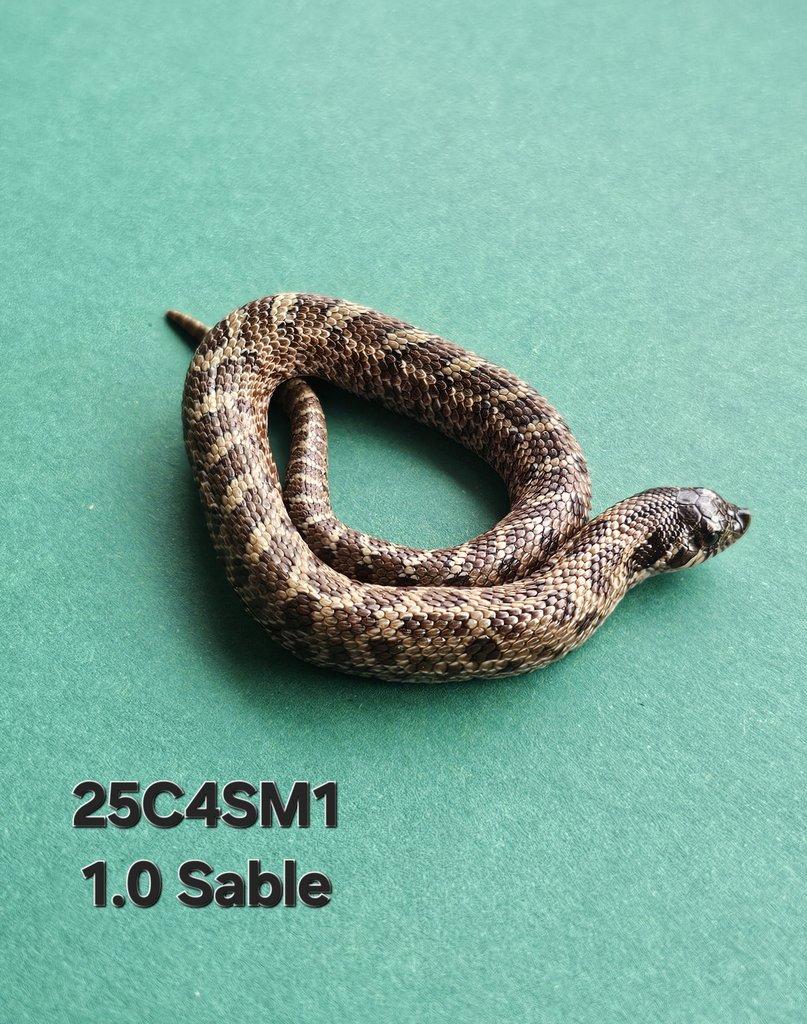 Snakes for Ostrava FaunaThry in June
