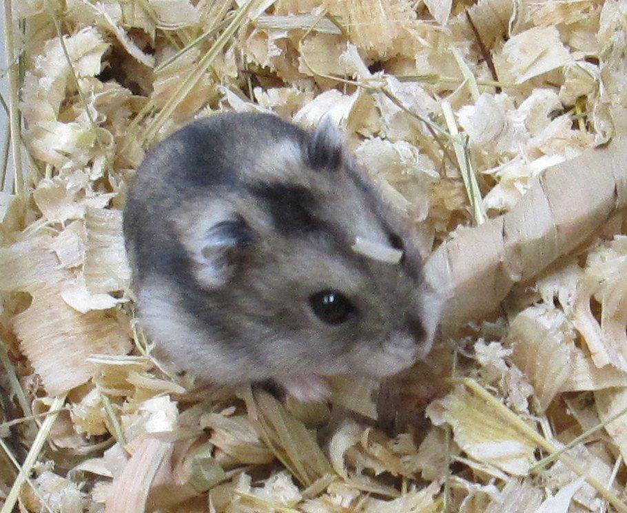 Křečík džungarský - mláďata