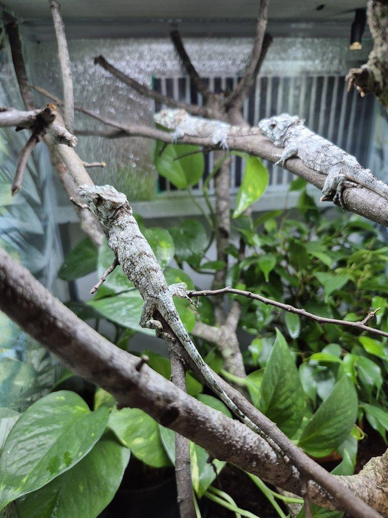 Tria : Gastropholis prasina a Anolis Barbatus