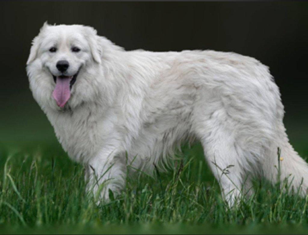 Slovenský čuvač - štěňátka s PP