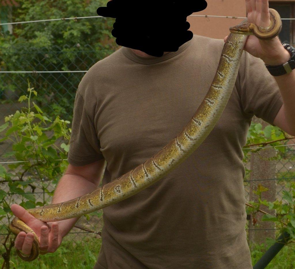 Krajta královská (Python regius) Pinstripe het Clown