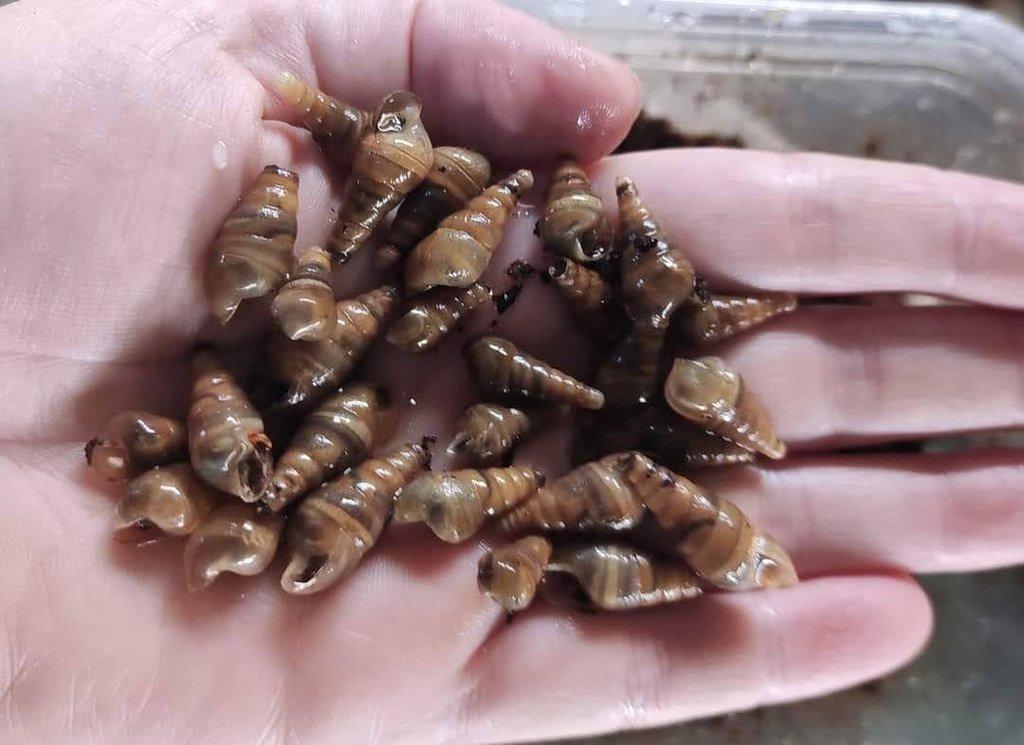 ŠNECI  Rumina decollata a Subulina octona brazil