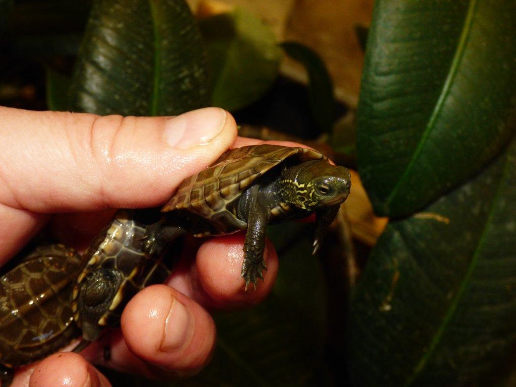 Želva trojkýlná (Mauremys reevesii) vlastní odchov