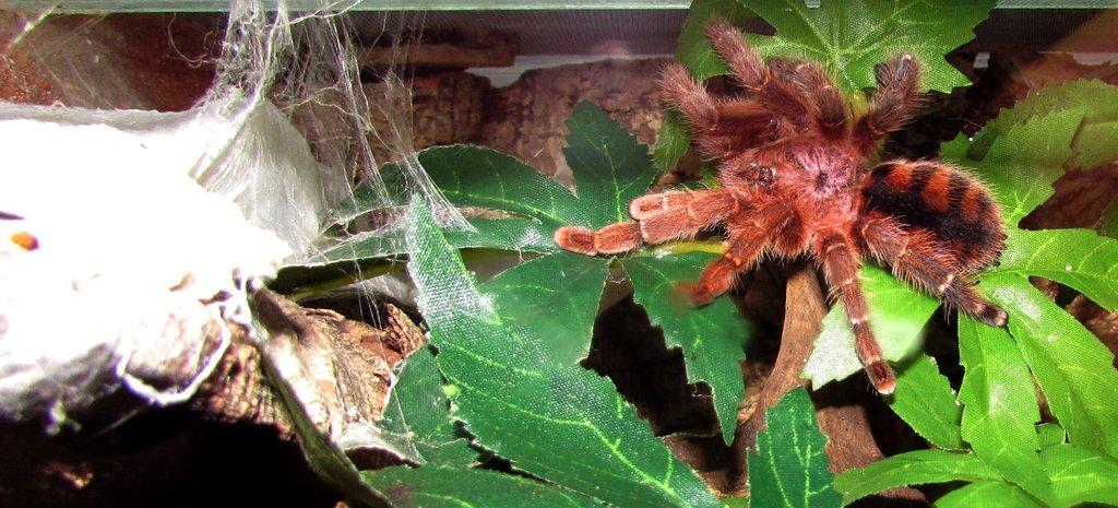 Avicularia - samičky - Živá exotika 10.5.,stůl J05