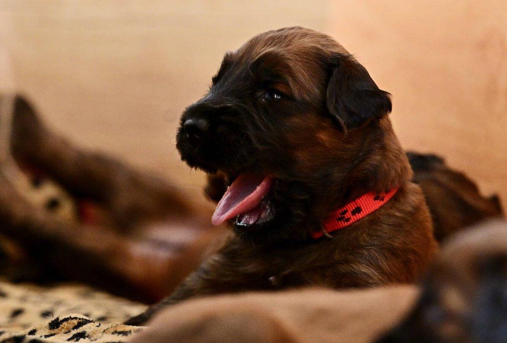 Briard - plavá štěňata