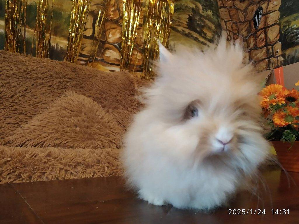 Teddy králíčci zakrslí dlouhosrstí, mláďata