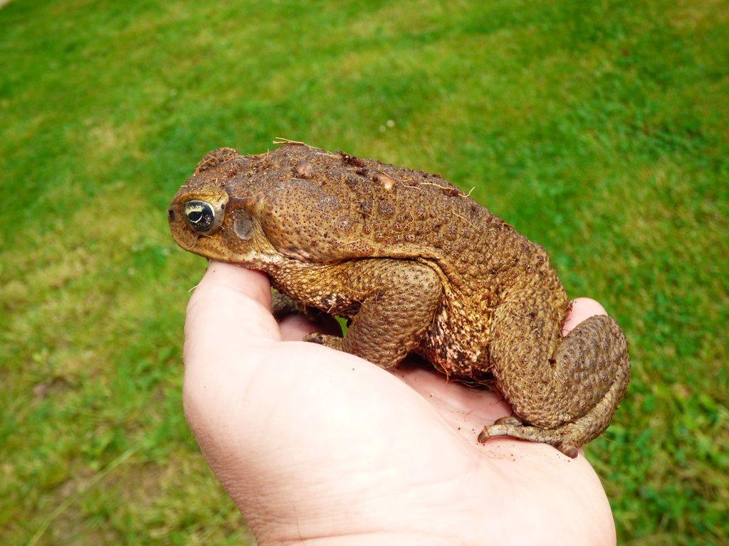 Ropucha obrovská (Rhinella marina)