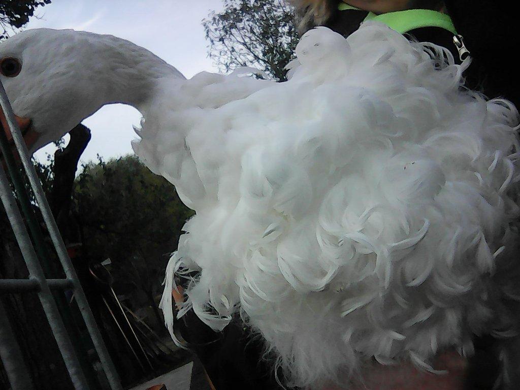 sebastopolska husa---kadeřava