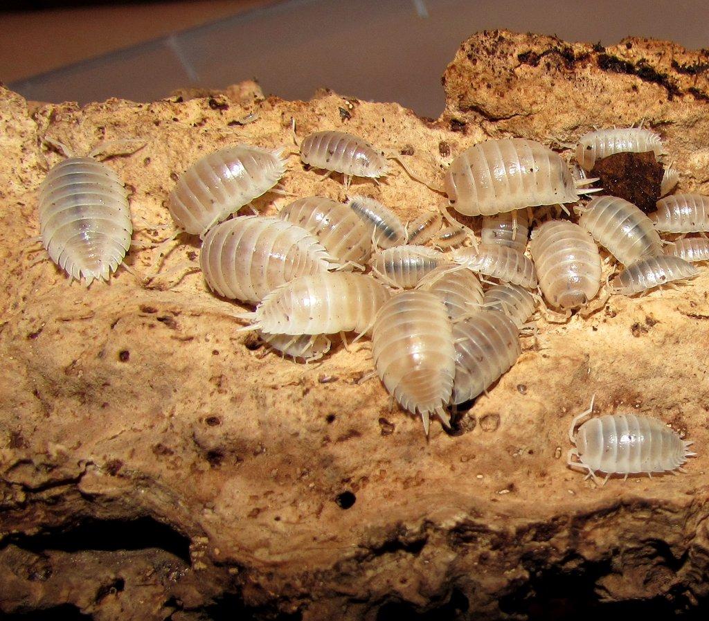 Isopody  - hobby,do terárií i krmné,chovné boxy,krmení - Živá exotika 6.9.,stůl J05