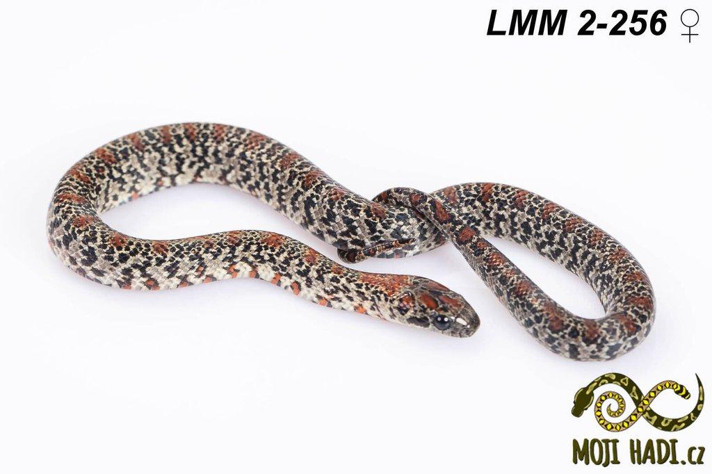 Lampropeltis mexicana mexicana - Korálovka mexická 2024