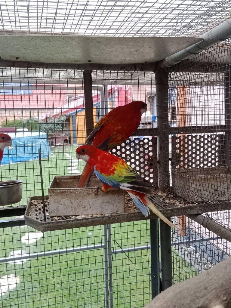 Prodám roselu gold gold opalin