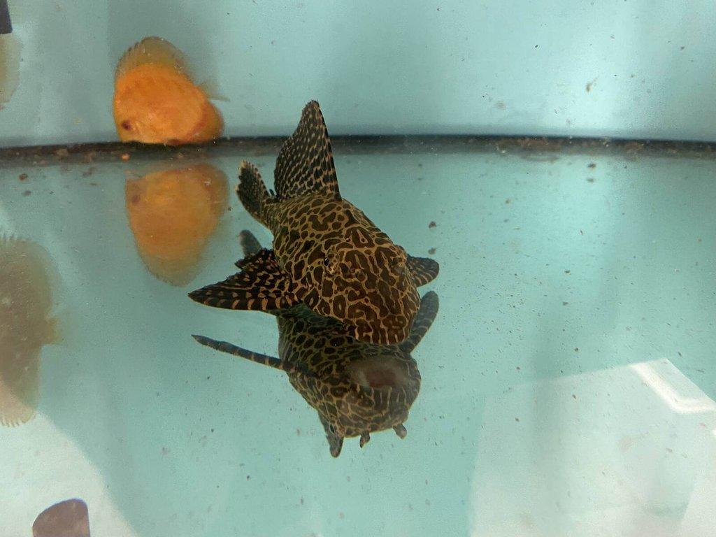 Glyptoper velkoploutvý L 165 - Glyptoperichthys gibbiceps