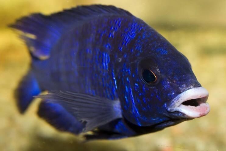 Placidochromis phenochilus Mdoka "White Lips"