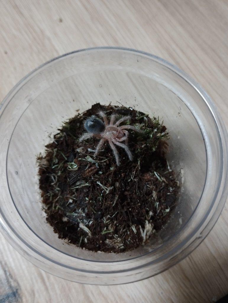 Grammostola pulchripes