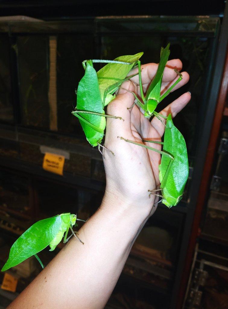 Kobylky Stilpnochlora couloniana