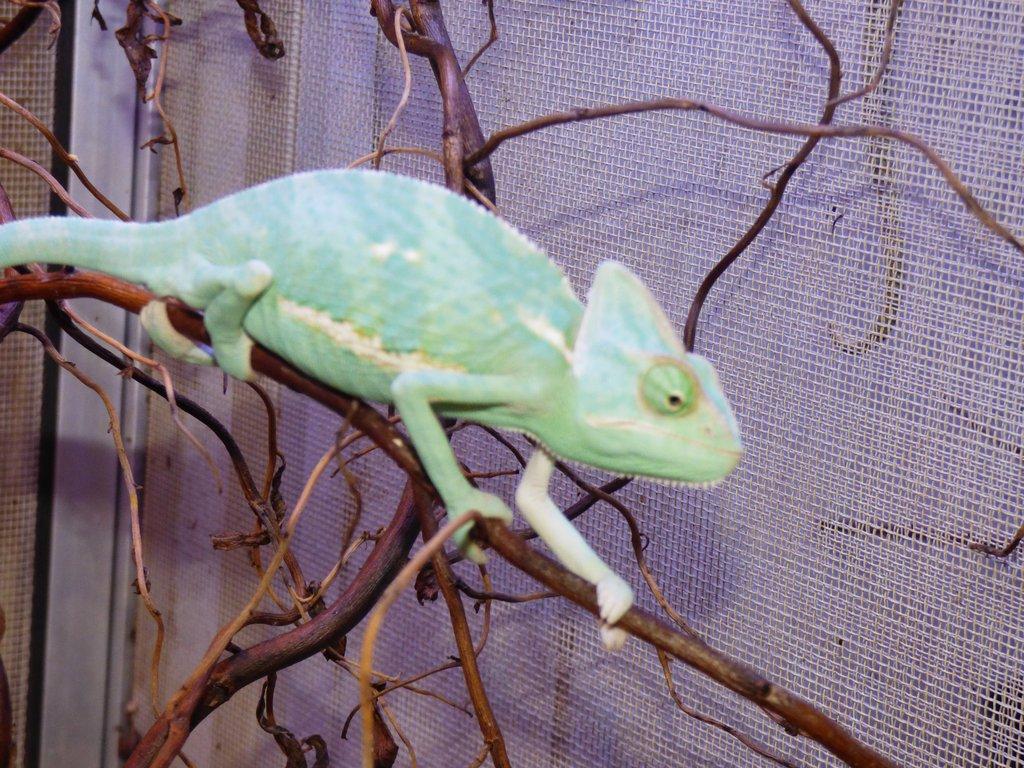 Chameleon jemenský (Chamaeleo calyptratus)